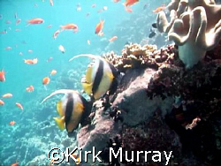 Moorish Idols-posing, taken with Sealife Dc500 by Kirk Murray 